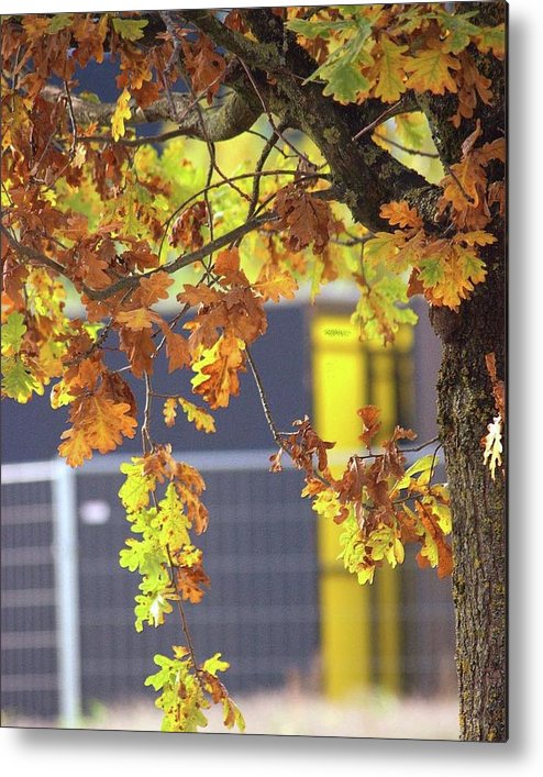 Autumn Leaves - Metal Print