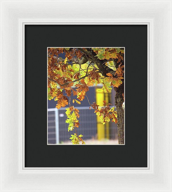 Autumn Leaves - Framed Print