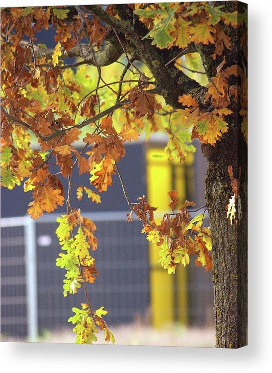 Autumn Leaves - Acrylic Print