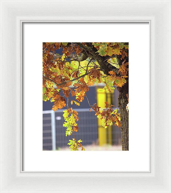 Autumn Leaves - Framed Print