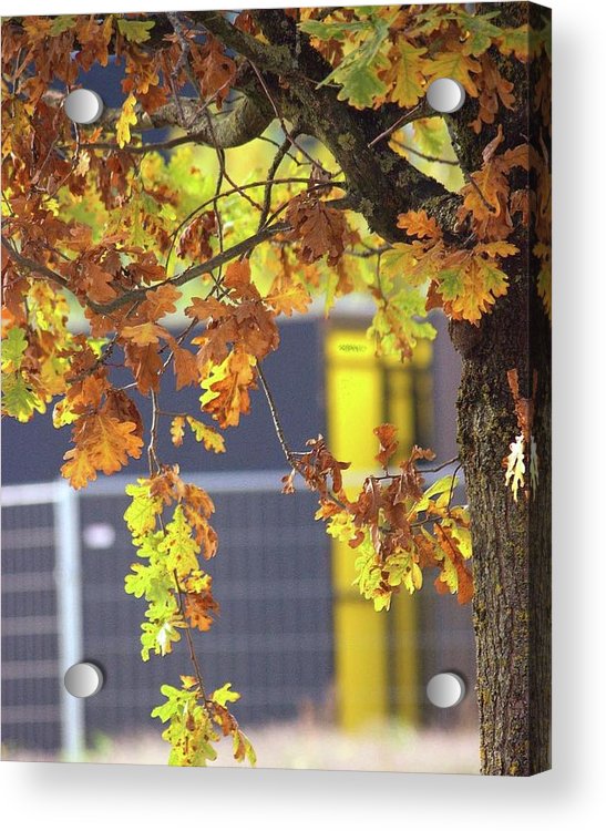 Autumn Leaves - Acrylic Print