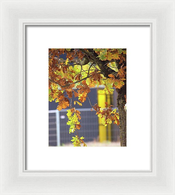 Autumn Leaves - Framed Print