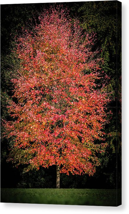 Autumn Touch  - Canvas Print