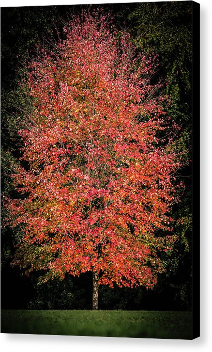 Autumn Touch  - Canvas Print