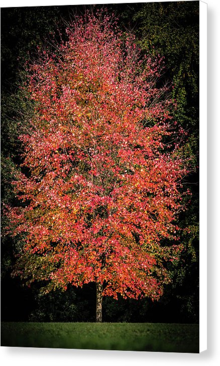 Autumn Touch  - Canvas Print