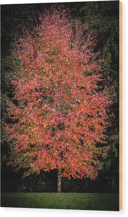Autumn Touch  - Wood Print