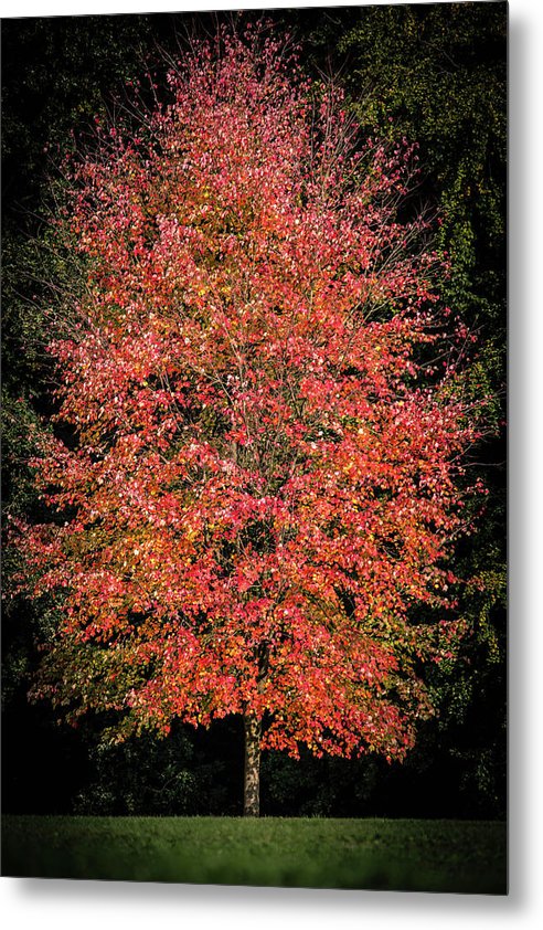 Autumn Touch  - Metal Print