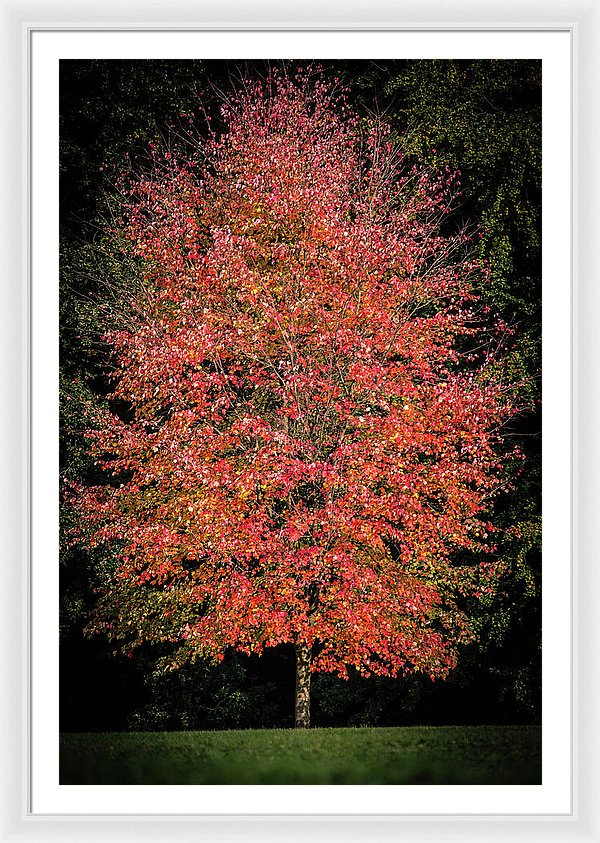 Autumn Touch  - Framed Print