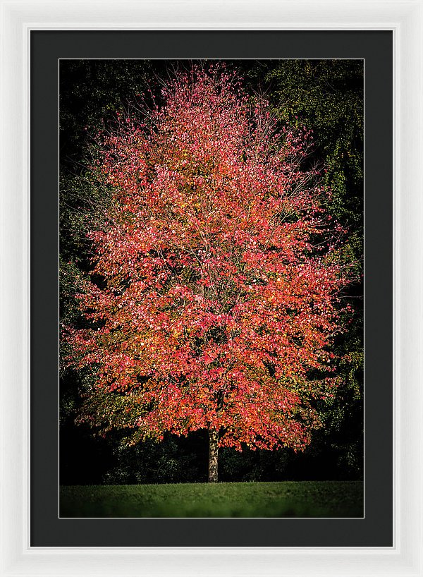 Autumn Touch  - Framed Print