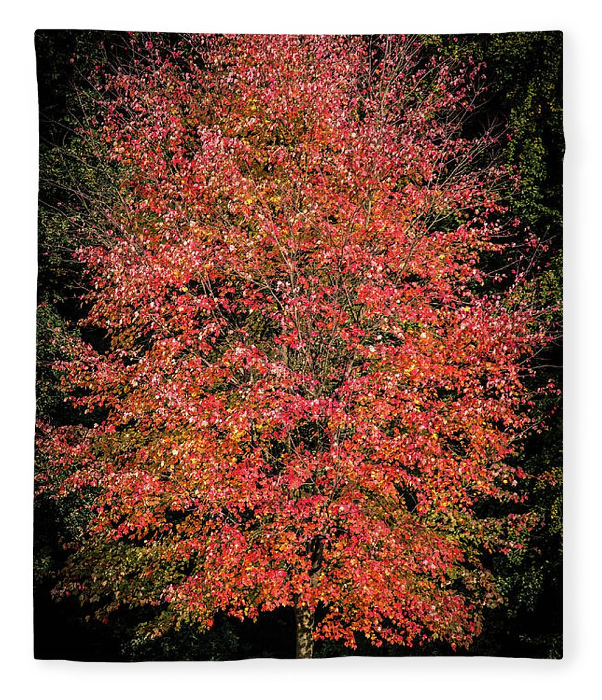 Autumn Touch  - Blanket