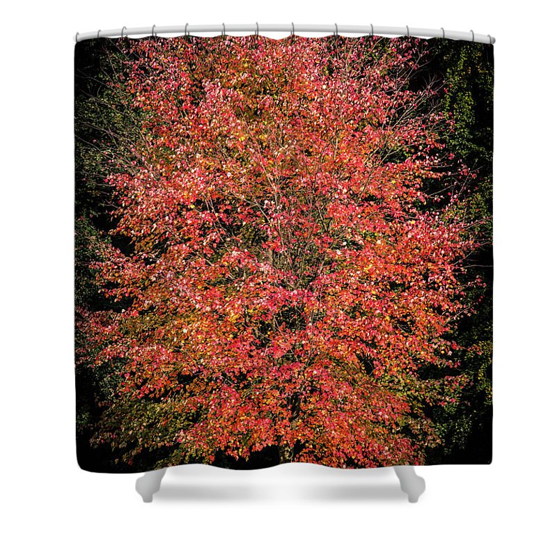 Autumn Touch  - Shower Curtain