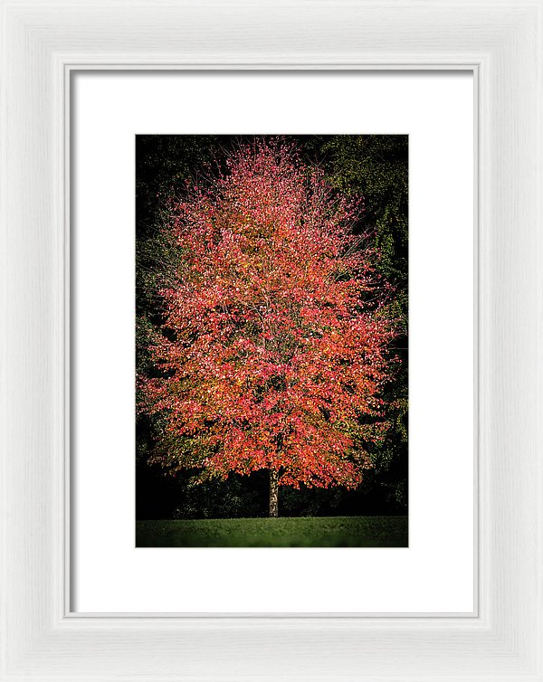 Autumn Touch  - Framed Print