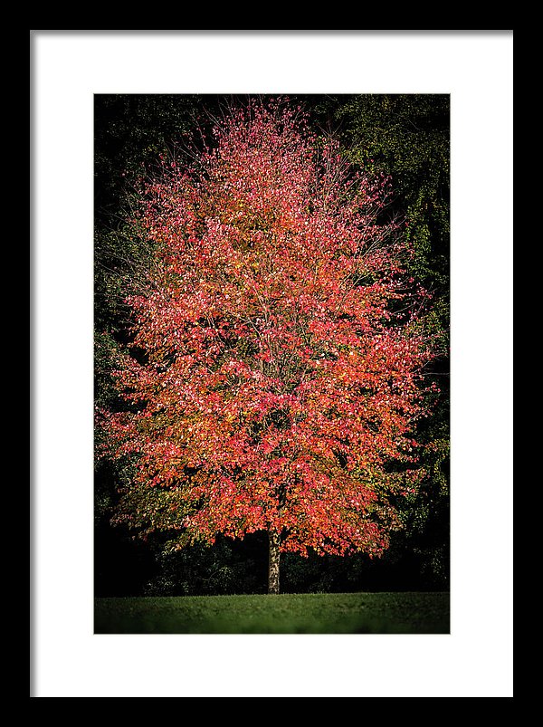 Autumn Touch  - Framed Print