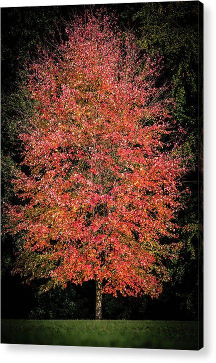 Autumn Touch  - Acrylic Print