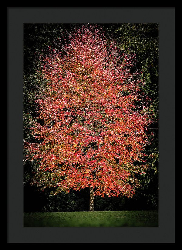 Autumn Touch  - Framed Print