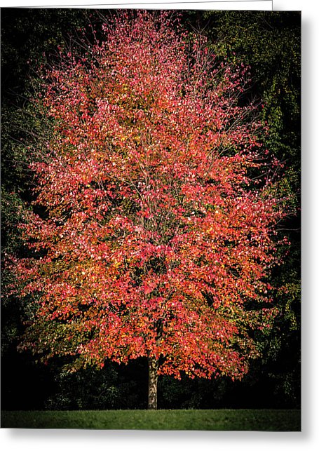 Autumn Touch  - Greeting Card
