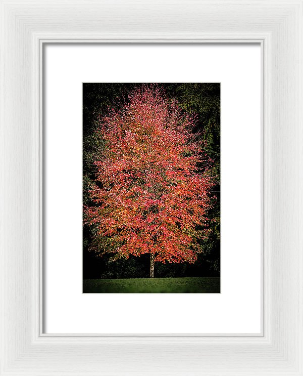 Autumn Touch  - Framed Print