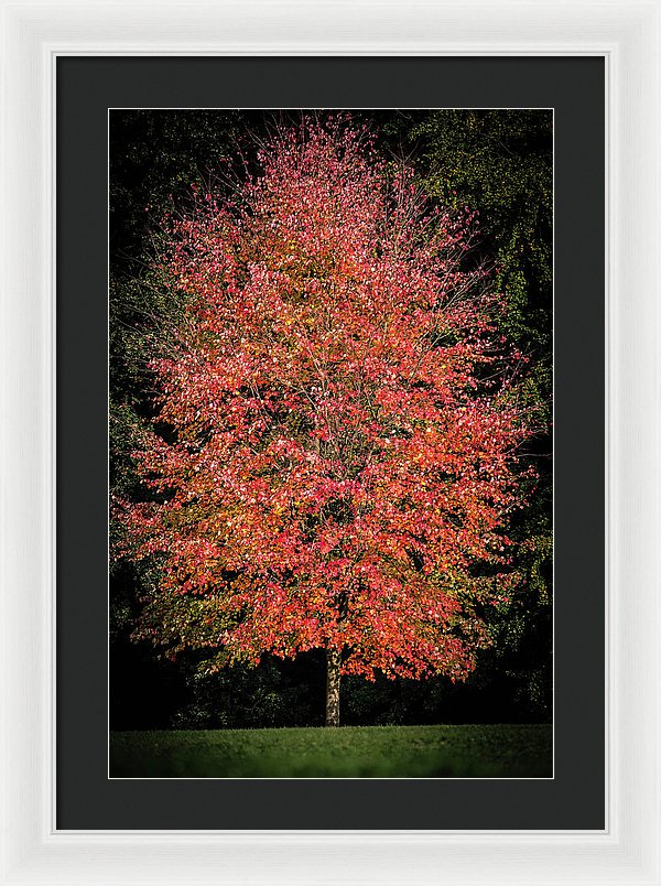 Autumn Touch  - Framed Print