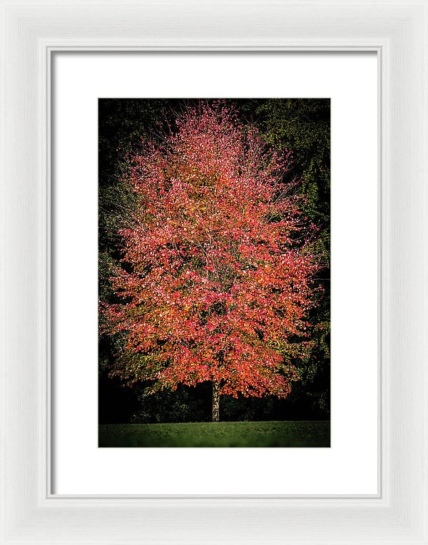 Autumn Touch  - Framed Print