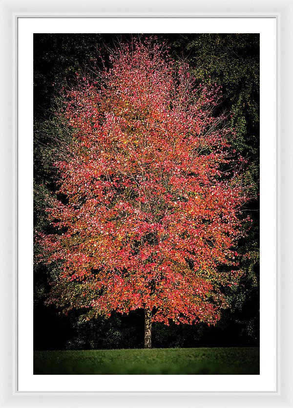 Autumn Touch  - Framed Print