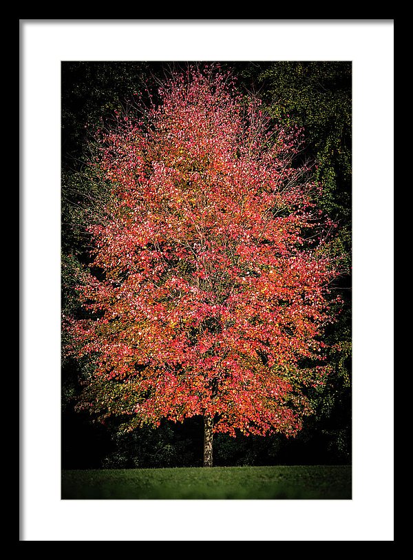 Autumn Touch  - Framed Print