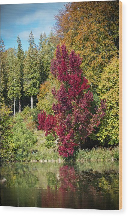 Autumnal View In Belgium - Wood Print