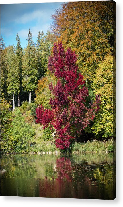 Autumnal View In Belgium - Acrylic Print