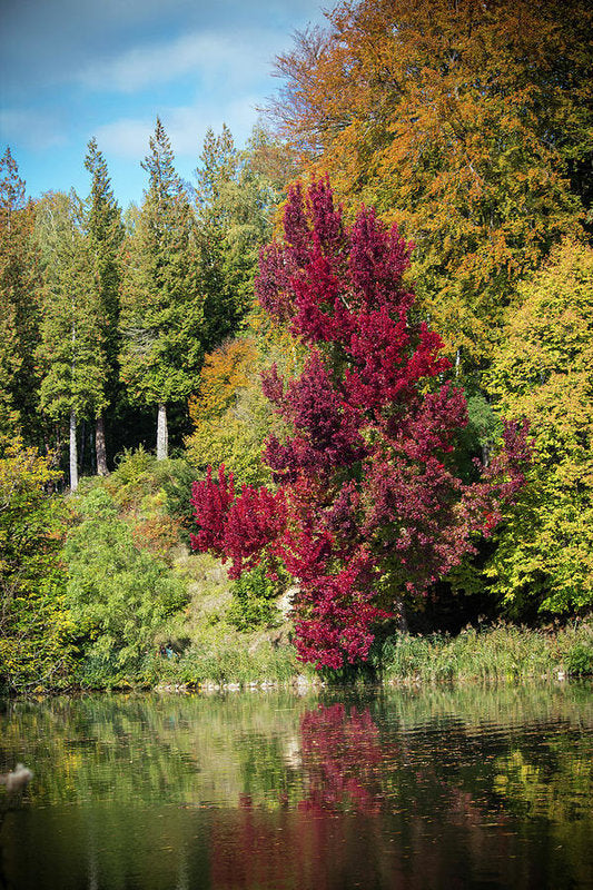 Autumnal View In Belgium - Art Print