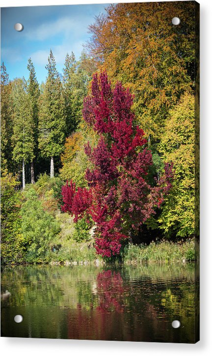 Autumnal View In Belgium - Acrylic Print