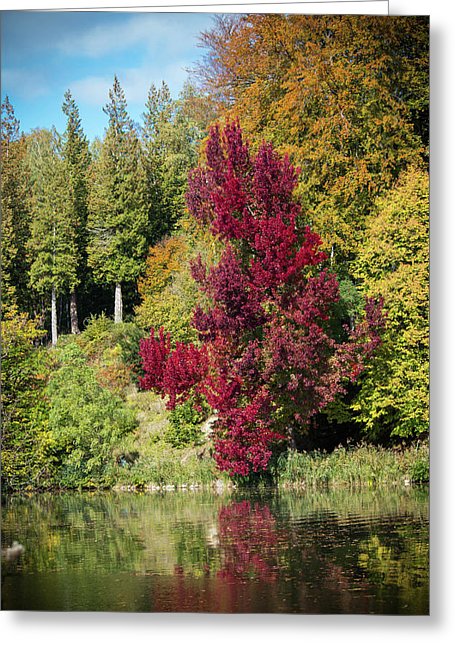 Autumnal View In Belgium - Greeting Card