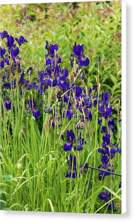 Blue Irises - Canvas Print