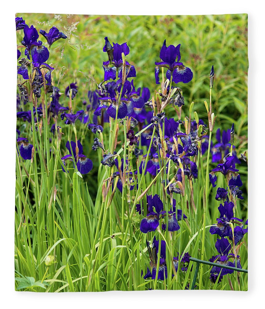 Blue Irises - Blanket