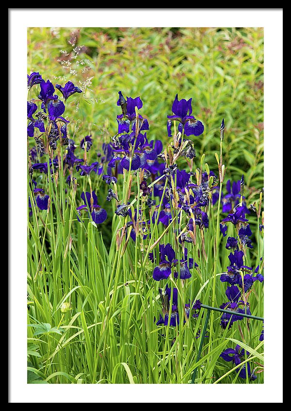 Blue Irises - Framed Print