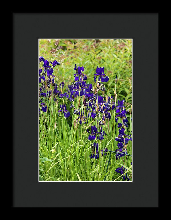 Blue Irises - Framed Print