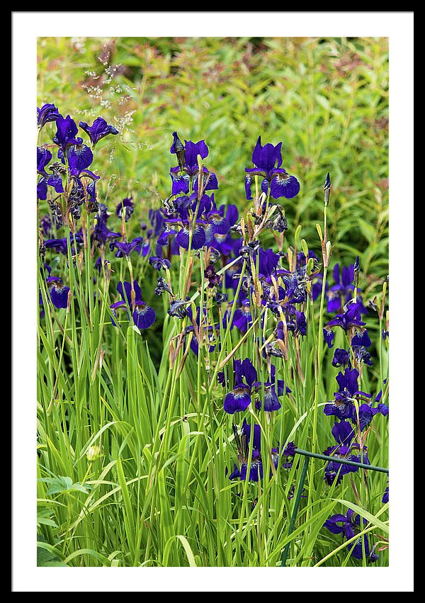 Blue Irises - Framed Print