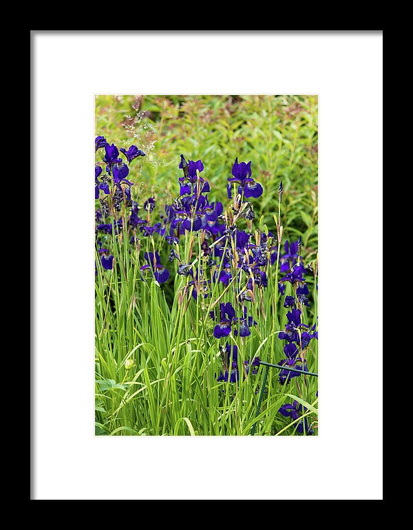 Blue Irises - Framed Print