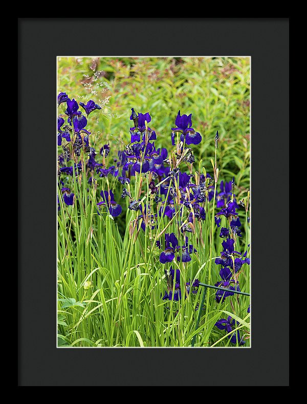 Blue Irises - Framed Print