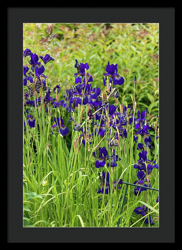 Blue Irises - Framed Print