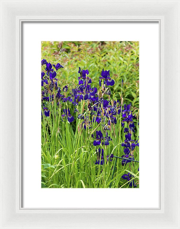 Blue Irises - Framed Print