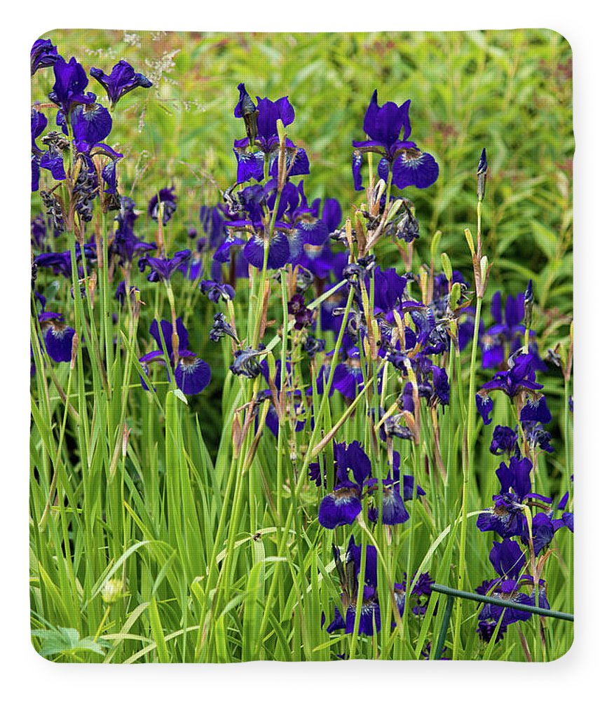 Blue Irises - Blanket