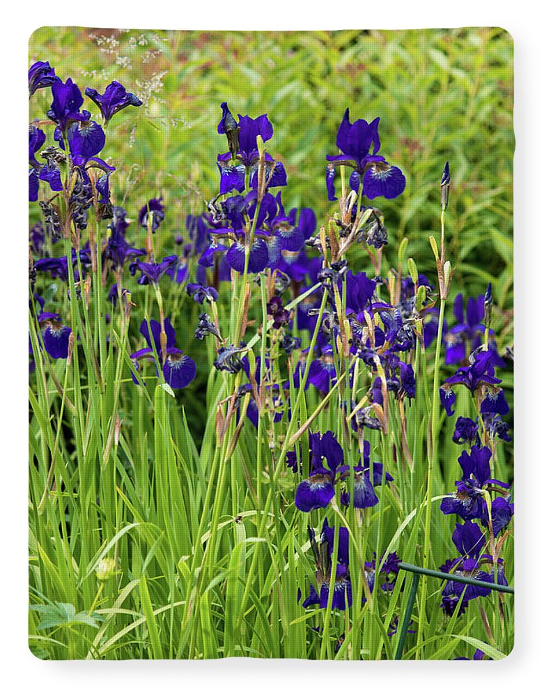 Blue Irises - Blanket