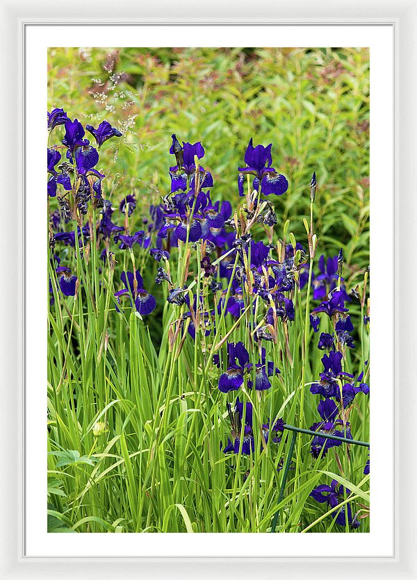 Blue Irises - Framed Print