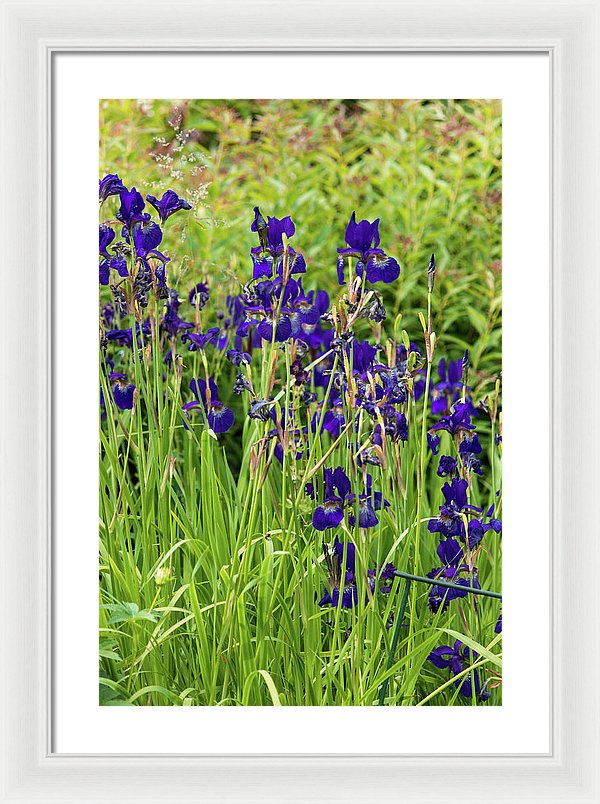 Blue Irises - Framed Print