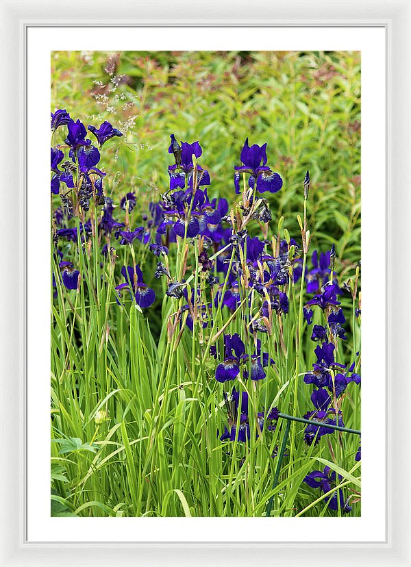 Blue Irises - Framed Print