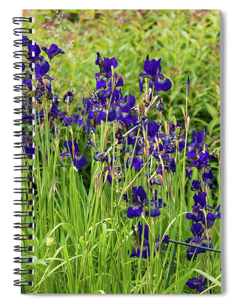 Blue Irises - Spiral Notebook