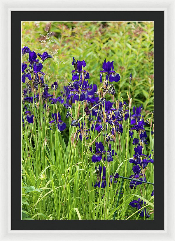 Blue Irises - Framed Print