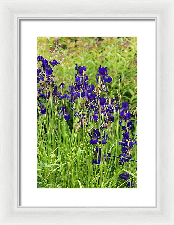 Blue Irises - Framed Print