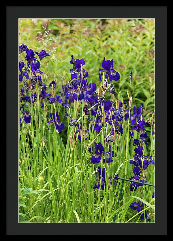 Blue Irises - Framed Print