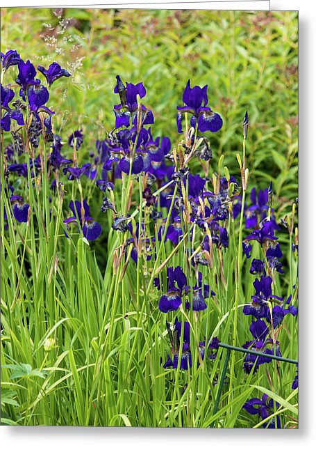 Blue Irises - Greeting Card