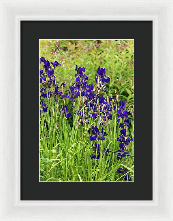 Blue Irises - Framed Print